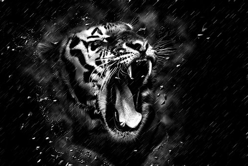 tiger-1963828__340